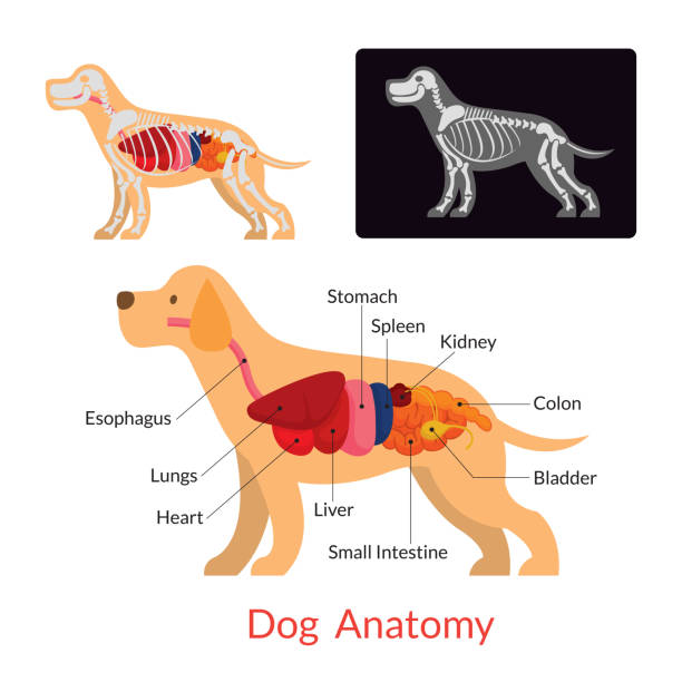 Dog Anatomy Internal Organs, Skeleton, X-Ray animal digestive system stock illustrations