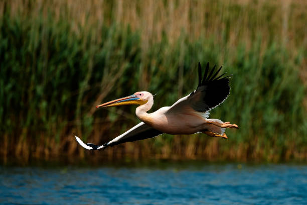 side view of pelican flying - pelican landing imagens e fotografias de stock