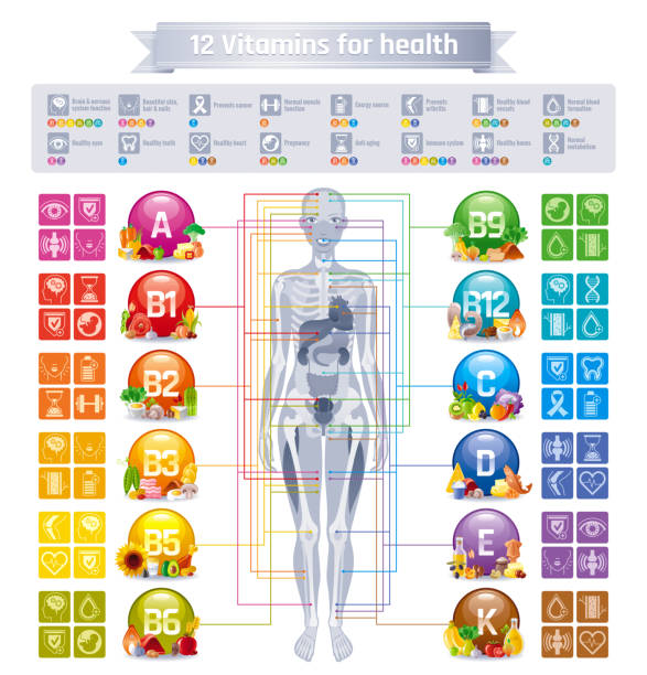 mineral-vitamin-ergänzung, menschliche körper, lebensmittel, gesundheit nutzen banner, flache vektor icon set text brief-logo. tabelle abbildung plakat, medizin-diagramm. ernährung balance medizinische infografik diagramm - vitamin c vitamin a vitamin e vegetable stock-grafiken, -clipart, -cartoons und -symbole