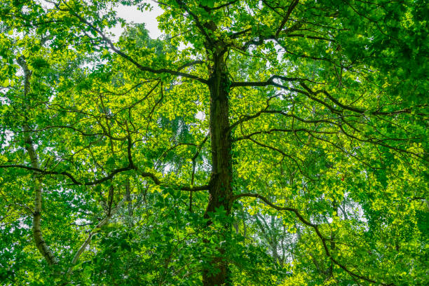 View of the treetop of a blossoming tree in spring