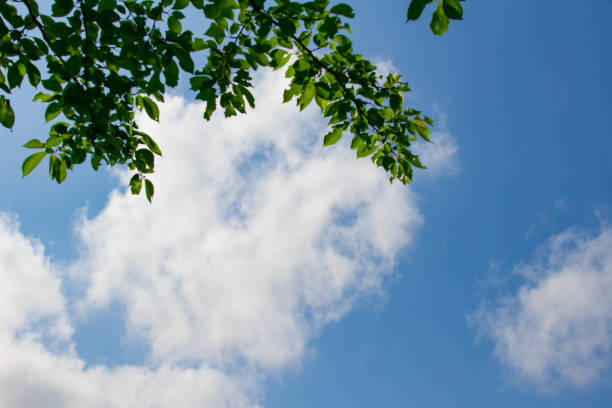 istock Blue sky and clouds and fresh green leaves 958688980