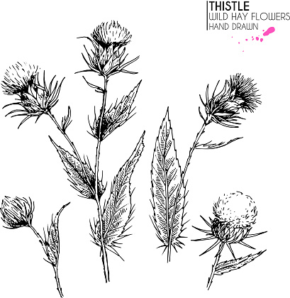 Hand drawn wild hay flower. Milk marian thistle. Medical herb. Vintage engraved art. Botanical illustration. Good for cosmetics, medicine, treating, aromatherapy, nursing, package design field bouquet