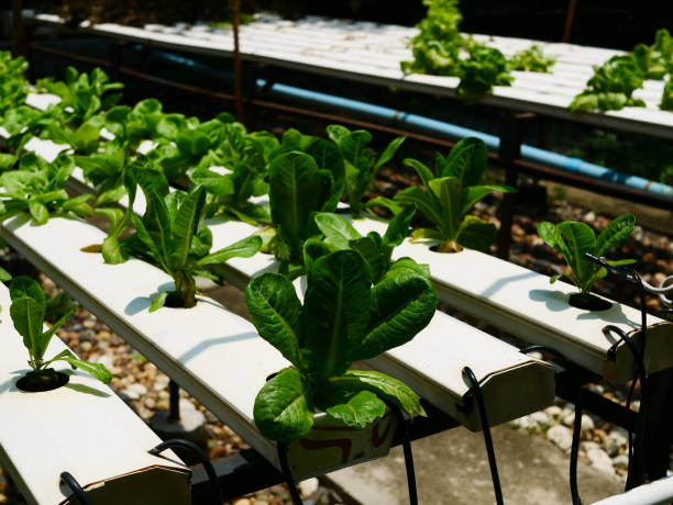 hydroponic bio-gemüs'anbau farm - technology farm cameron highlands agriculture stock-fotos und bilder