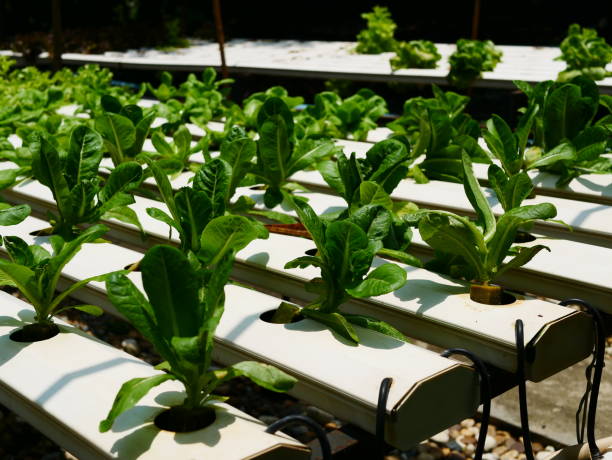 hydroponic kopfsalat bauernhof - technology farm cameron highlands agriculture stock-fotos und bilder