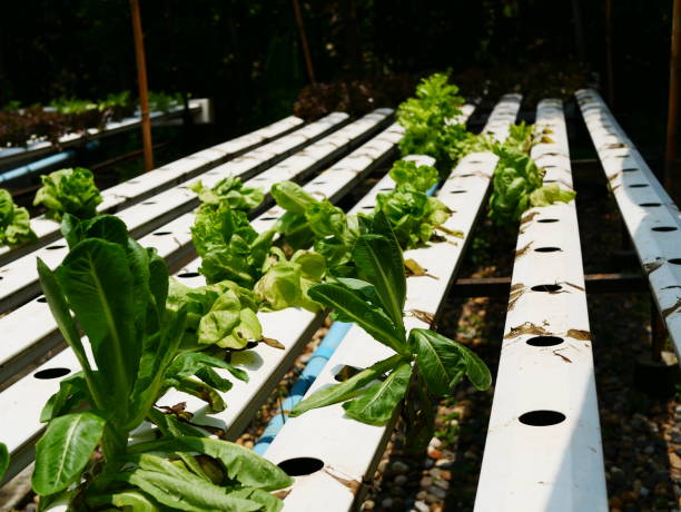 azienda agricola di lattuga idroponica - technology farm cameron highlands agriculture foto e immagini stock