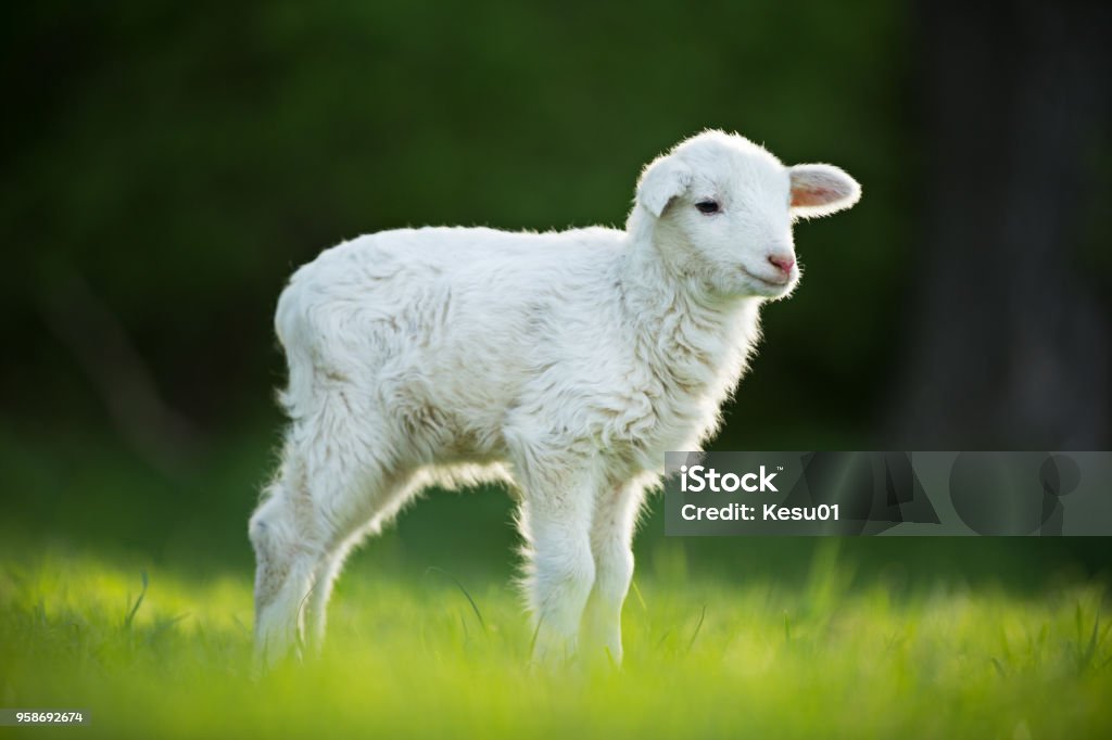 cute little lamb on fresh green meadow cute little lamb on fresh spring green meadow during sunrise Lamb - Animal Stock Photo
