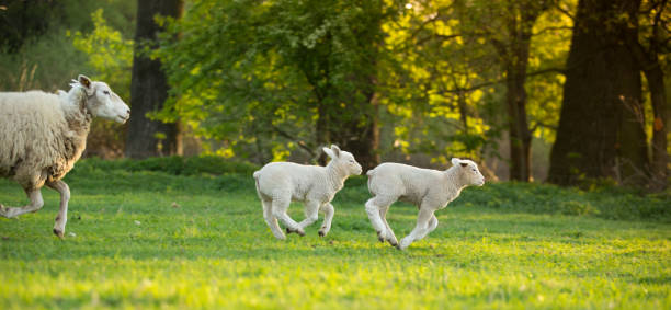 istock cute little lamb on fresh green meadow 958692698