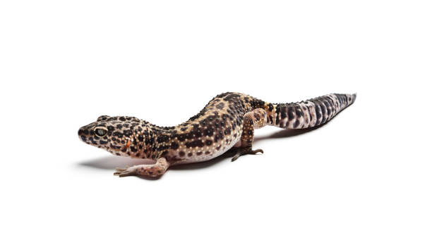 istock Lizard. Leopard gecko. Close-up of a leopard gecko, isolated on white background. 958692850