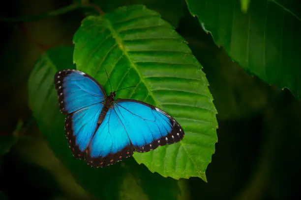 Blue morpho (morpho peleides) on green nature background, close-up.