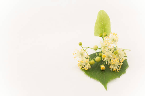 istock Linden Flowers on a White Background 958693608