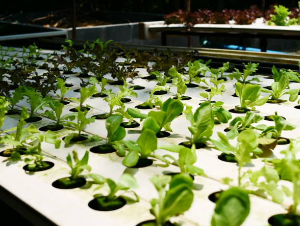 небольшие саженцы в выращивании - hydroponics laboratory agriculture vegetable стоковые фото и изображения