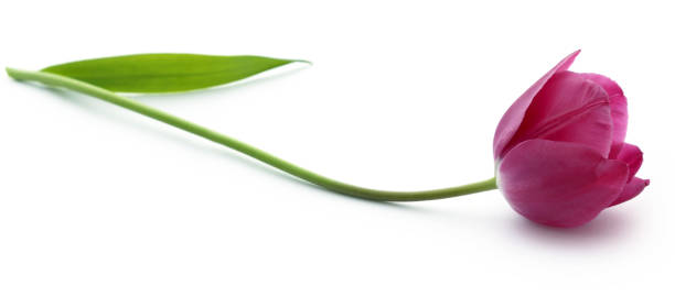 istock Closeup of Tulip 958694288