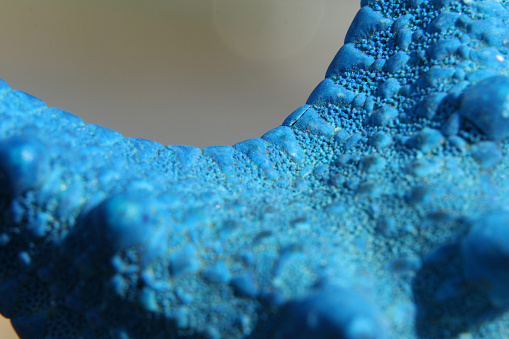 Macro detail of a blue starfish in beach sand against sea surfs. Shallow depth of field, shallow DOF.