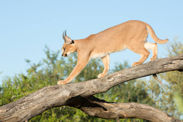 istock Caracal, South Africa, walking on a tree branch 958697328