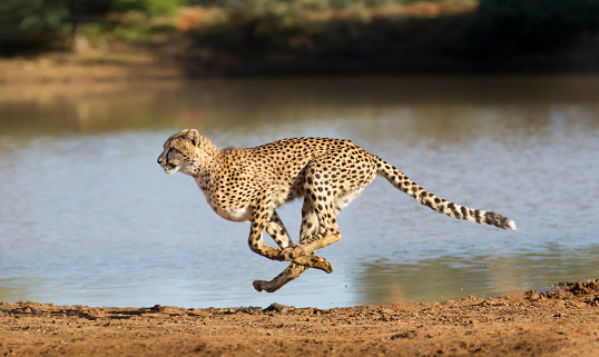 Cheetah (Acinonyx jubatus) running across grass