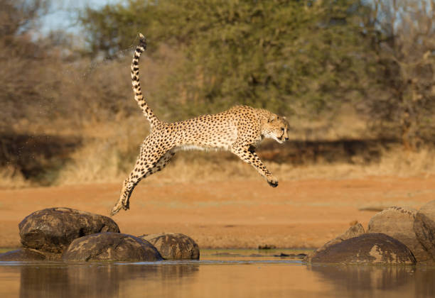 istock Cheetah jumping between two rocks, (Acinonyx jubatus), South Africa 958697420