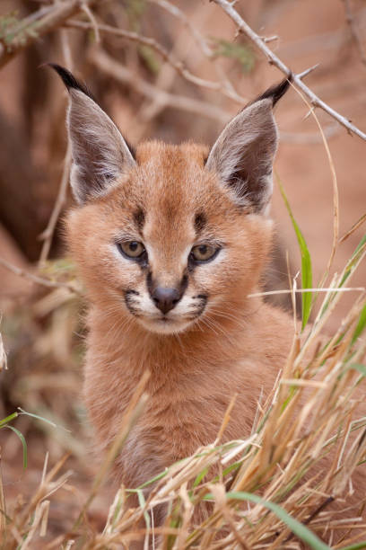istock Caracal Kitten, South Africa 958697478