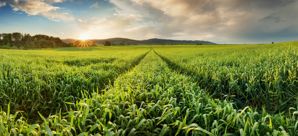 istock Panorama of green wheat field at sunset with sun 958697542
