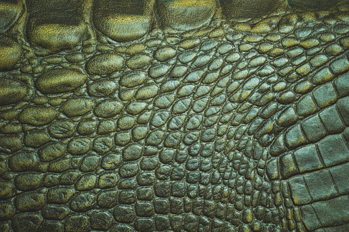 Closeup texture of Crocodile leather skin. Suitable for use in the background of leather fashion or animal conservation articles.