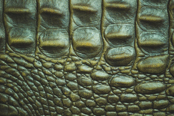 istock Texture of Crocodile leather skin. 958697666