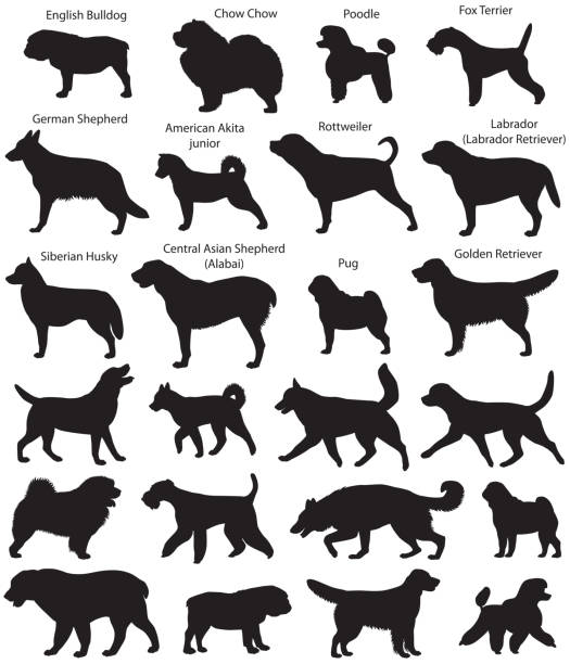 Dog show silhouettes Collection of silhouettes of different breeds of dogs: fox terrier, siberian husky, chow chow, poodle, german shepherd, rottweiler, pug, english bulldog, labrador (labrador retriever), golden retriever, central asian shepherd (alabai), american akita junior japanese akita stock illustrations