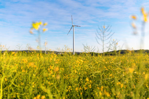 istock Pinwheel on a rape field with blue sky 958698750
