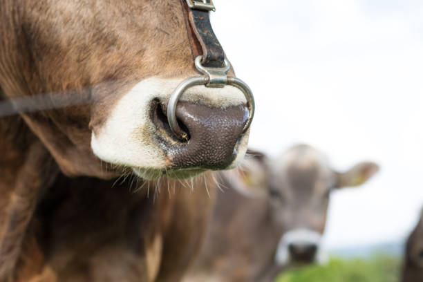 Cow Forehead Pallor - Free photo on Pixabay