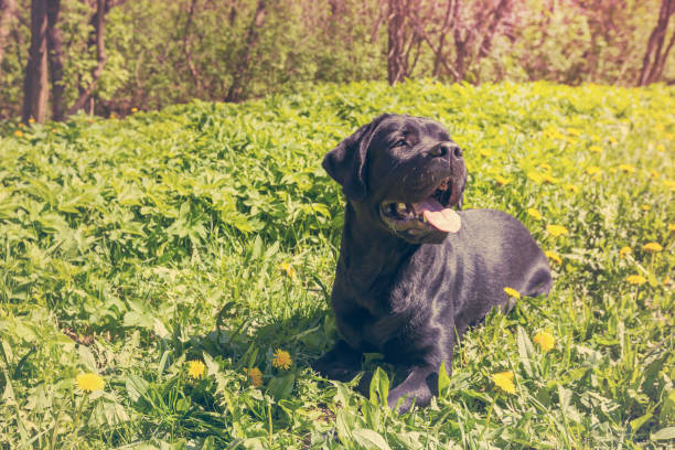 istock Labrador on the grass in a park 958702818