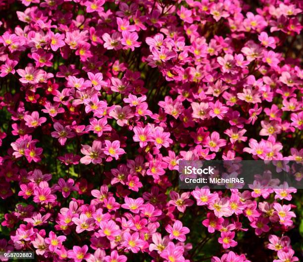 Closeup Of London Pride Flowers Stock Photo - Download Image Now - Close-up, Flower, Horizontal