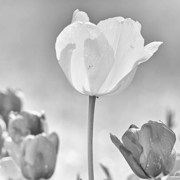 istock Light and dark blossoms of tulips in monochrome 958703310