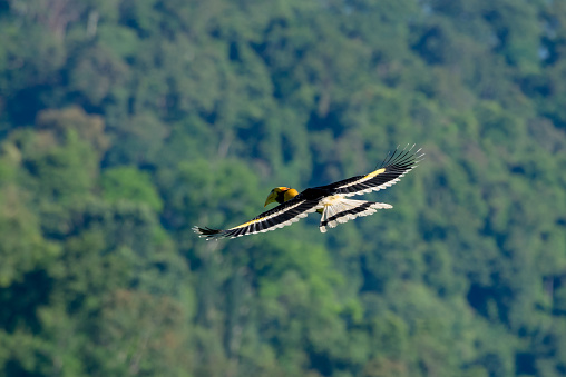 Flying great hornbill at Khao Yai national park, THAILAND