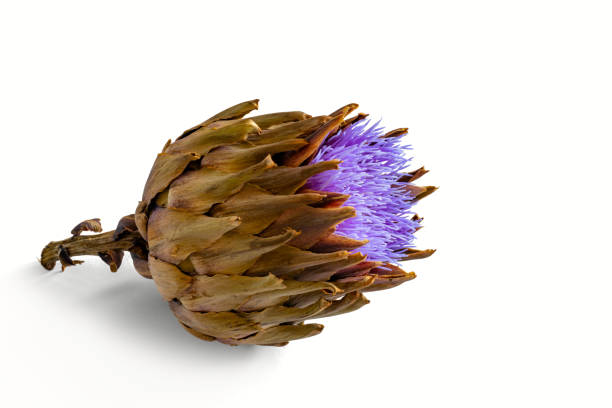Dry artichoke blooms