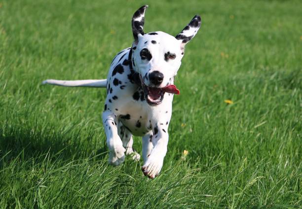 running dalmatian dog dalmatian dog is running in the garden bianca stock pictures, royalty-free photos & images