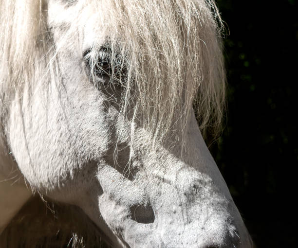 istock Beautiful white horse portrait on black background 958707114