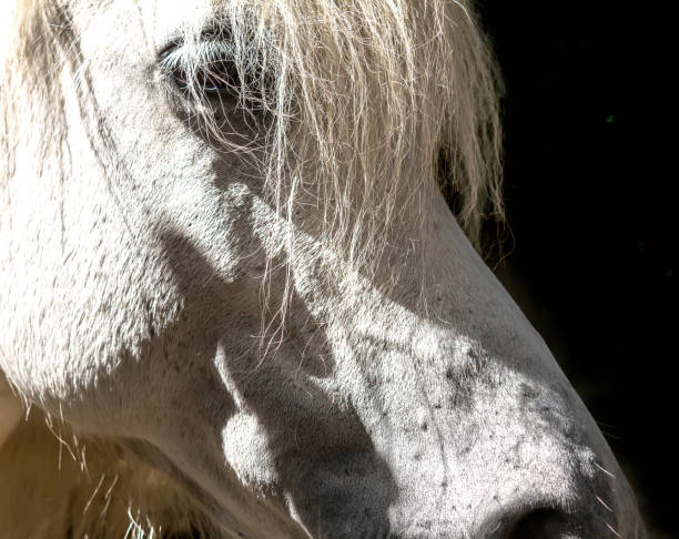 istock Beautiful white horse portrait on black background 958707128