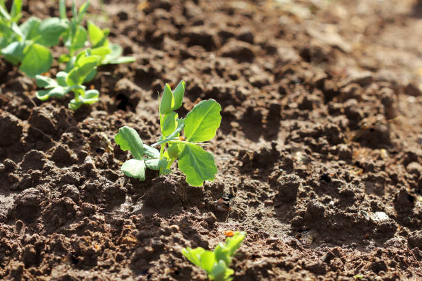 istock Sprouts of young peas grow on the bed 958707616