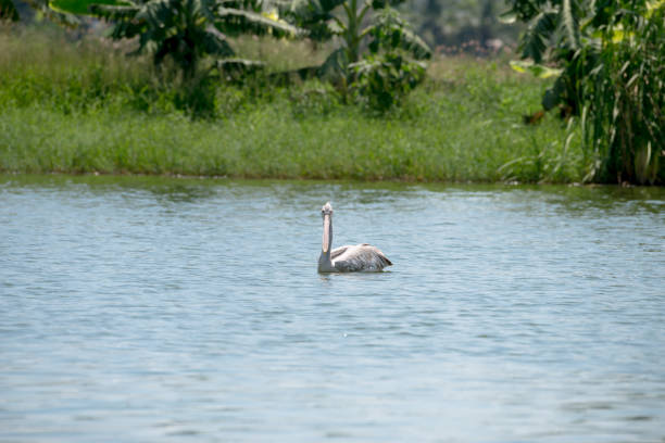 spot billed pelican or grey pelican in Thailand