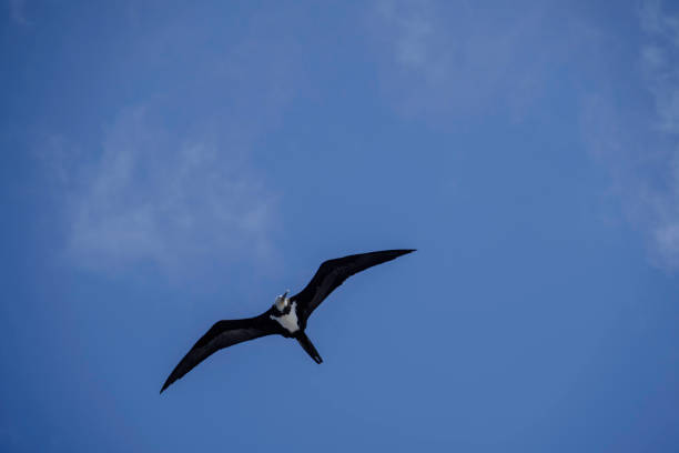 istock Ascension Frigatebird 958708170