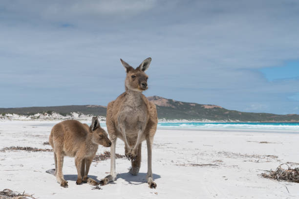 istock Cape Le Grand National Park, Western Australia 958708186