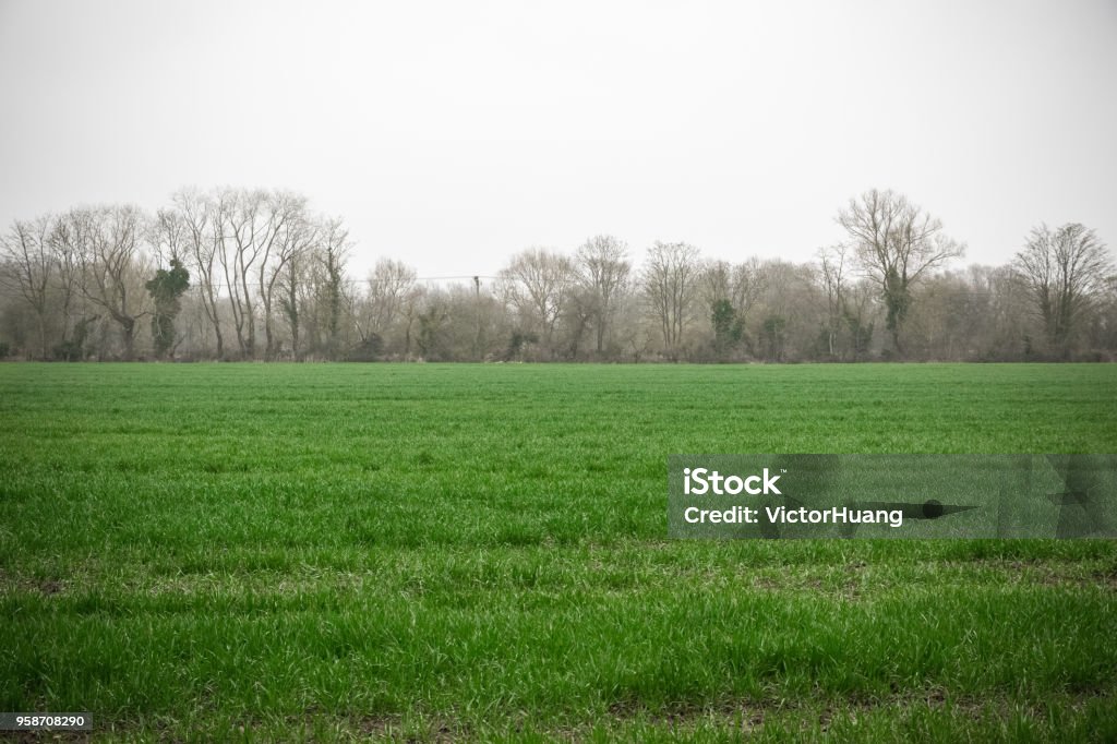 Beautiful field with fog in Whelford, England An image of a beautiful field with fog in Whelford, England Agricultural Field Stock Photo
