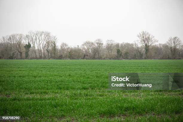 Beautiful Field With Fog In Whelford England Stock Photo - Download Image Now - Agricultural Field, Agriculture, Beauty In Nature