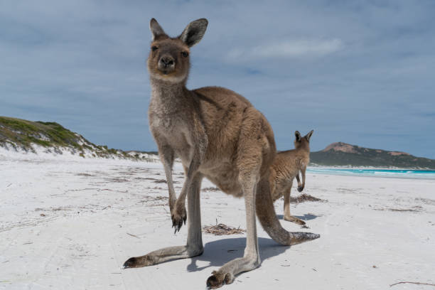 istock Cape Le Grand National Park, Western Australia 958709504
