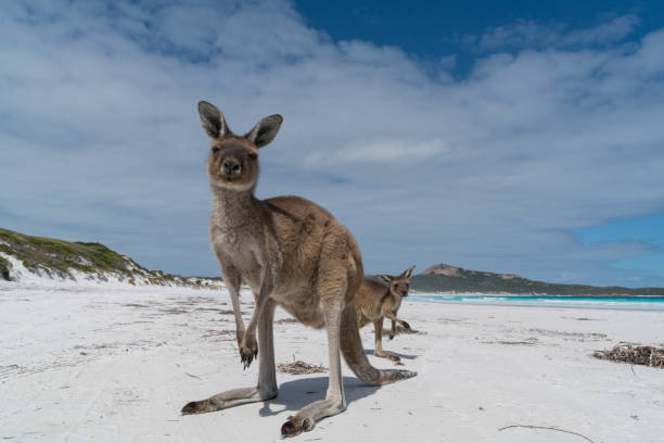 istock Cape Le Grand National Park, Western Australia 958712972