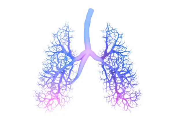 Human lungs anatomy