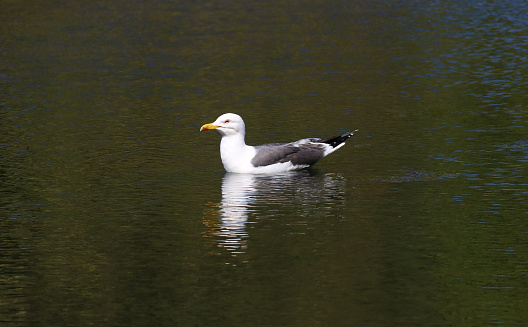 Herring gull resting on an inland loch in Scotland