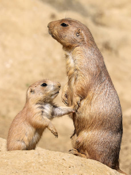 istock Black-tailed prairie dog mother with child 958718942