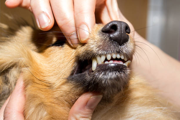 istock a human hand on a dog mouth 958719940