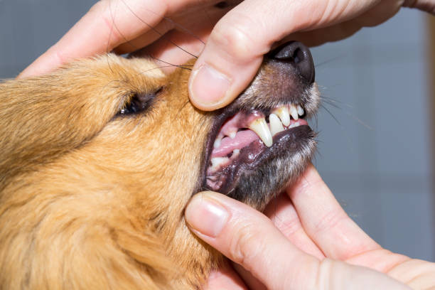 istock a human hand on a dog mouth 958719942