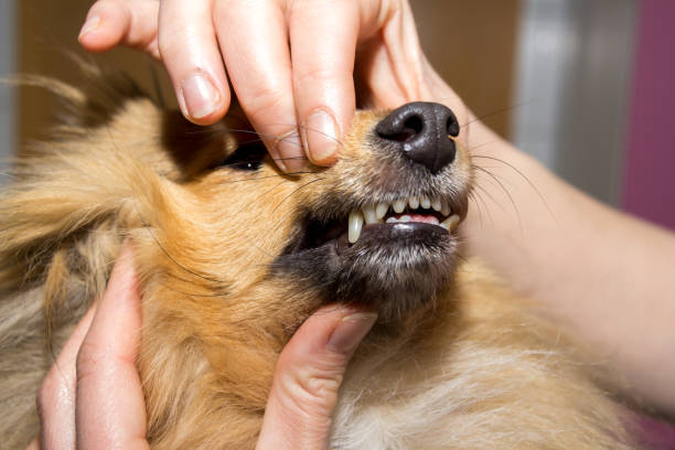 犬口の中に人間の手 - mouth open ストックフォトと画像