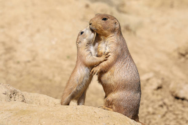 istock Black-tailed prairie dog mother with child 958720016